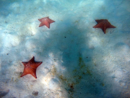 Морские звёзды в карибских водах архипелага Лос Рокес.