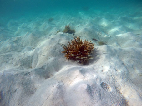 Кораллы Карибского моря в водах архипелага Лос Рокес