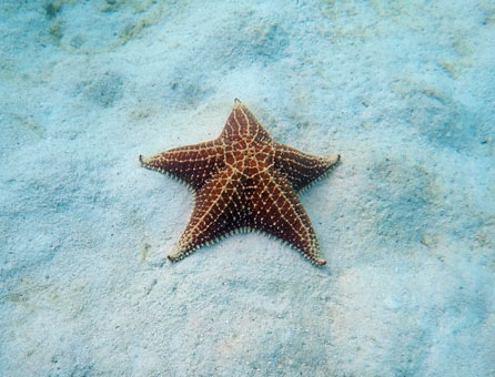 Морская звезда в водах архипелага Лос Рокес.