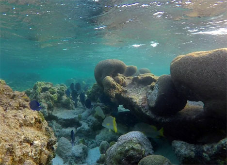 Подводный мир в коралловой лагуне атолла Франсиски архипелага Лос Рокес.