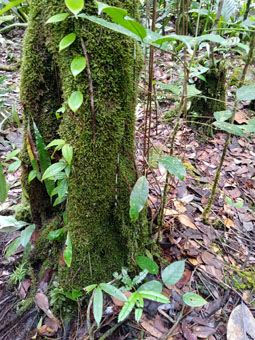 Тропическое дерево поросло мхом и другими эпифитами, которые спустили корни с него.