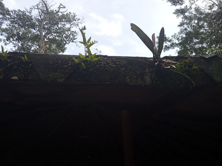 Эпифитам нужна просто площадка. Они могут расти и на крыше.