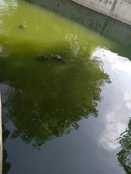 В этом бассейне в Восточном парке черепахи плавали около крокодила (аллигатора). Люди кидали печенье, а крокодил ловил. Если не поймал, то съедали плавающие в воде рыбы.