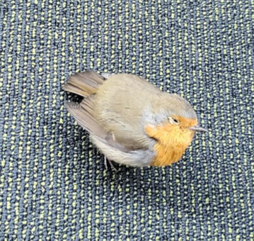 Вот такая птичка, похожая на воробья и чижика, летала по стамбульскому аэропорту.