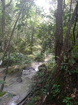Ручей в тропическом дождевом лесу.