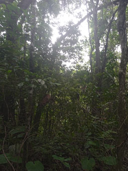 Вот так выглядит тропический дождевой лес Восточных Анд в районе Сьюдад Рептилии.
