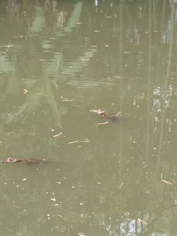 Маленькие крокодильчики в пруду.
