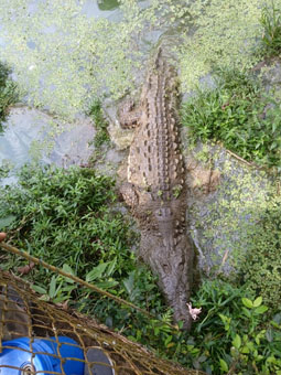 А этой самке крокодила 34 года.