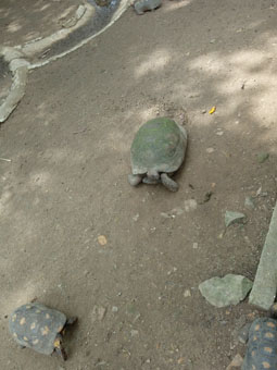 Вольер с сухопутными черепахами моррокой.