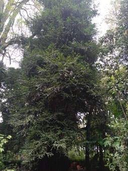 Секвойя (Sequoia sempervirens).