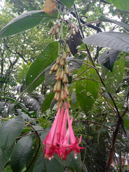 Цветок в ботаническом саду Боготы.