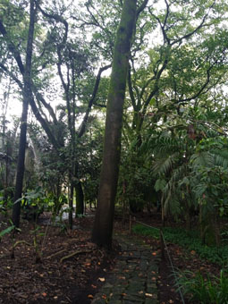 В ботаническом саду Боготы.
