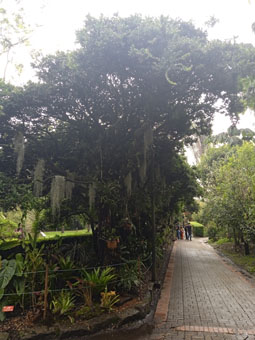 В ботаническом саду Боготы.