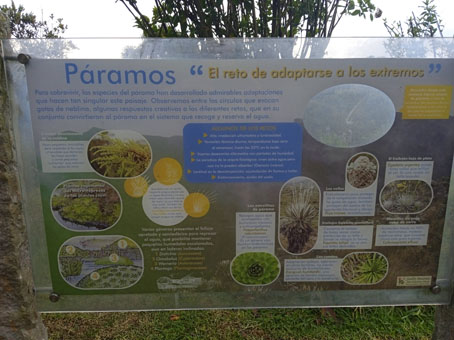 Зона ботанического сада, посвящённая Парамосу - луговому высокогорью.