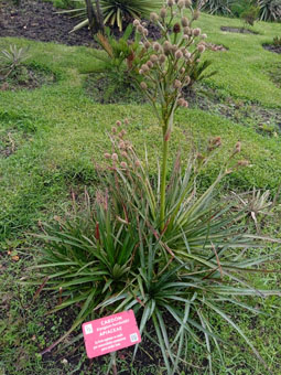 Кардон (Eryngium humbolti). Растение высокогорных лугов Колумбийских Анд.