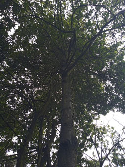 Дуб Гумбольдта (Quercus humboldti).