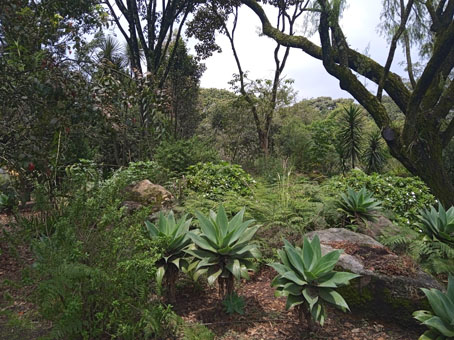 в Ботаническом саду Боготы.