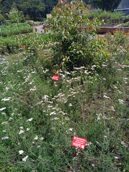 Тысячелистник (achillea millefolium).
