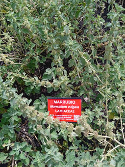 Шандра обыкновенная (marrubium vulgare).