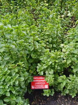 Мята болотная (mentha pulegium).