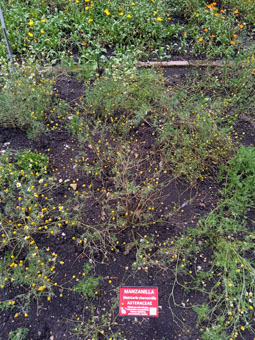 Ромашка аптечная (Matricaria chamomilla).
