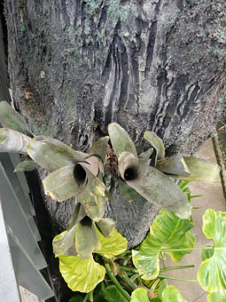 В тропических лесах на деревьях, как на клумбе, высаживаются растения эпифиты. Как эта вриезия.