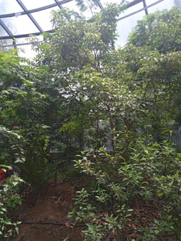 Павильон, посвящённый тропическому лесному хозяйству.