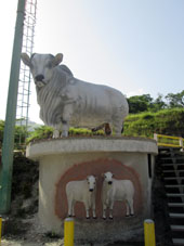 По пути в сделали остановку в штате Миранда, где сфотографировали и сами сфотографировались у этого памятника быку около ресторанчика.