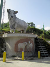По пути в сделали остановку в штате Миранда, где сфотографировали и сами сфотографировались у этого памятника быку около ресторанчика.