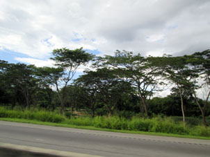 Растительность венесуэльского штата Яракуй по дороге в его столицу.