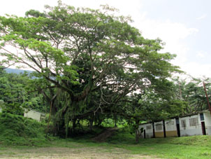 Старое дерево, на котором укоренились другие растения.