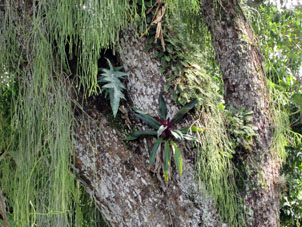 А здесь эпифиты на дереве. Один цветёт.