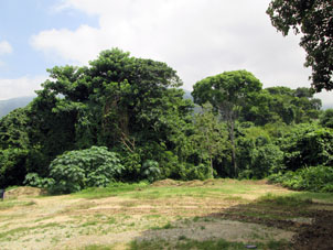 Растительность штата Яракуй.