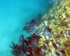 А среди кораллов много разнообразных рыбок.