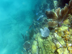 А среди кораллов много разнообразных рыбок.