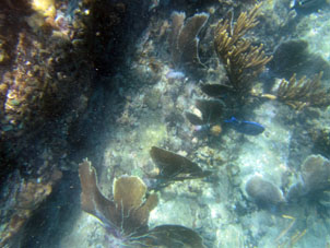 Подводный мир около скалы Катика.
