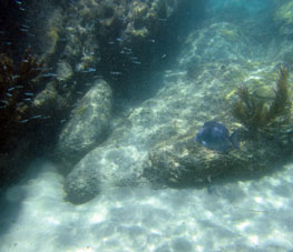 Подводный мир Карибского моря в бухте Ката.