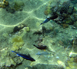 Подводный мир Карибского моря в бухте Ката.