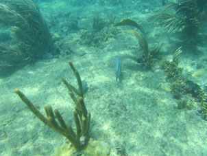 Коралловая отмель между Катикой и юго-восточным берегом бухты.