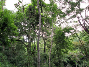 Лес в низине в стороне от тропы здоровья.