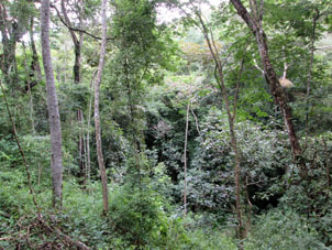 Лес в низине в стороне от тропы здоровья.