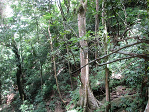 Тропический лес на горном склоне, недалеко от ручья.