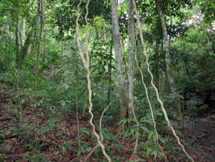 Лианы тропического леса.