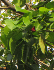 Ягоды на дереве хабильо похожи на еживику и шелковицу, но местные говорят, что они ядовиты, хотя попугаи едят с удовольствием.