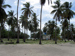 Атолл покрыт кокосовыми пальмами.
