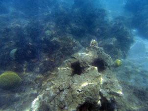 Морские ежи, как обычно, вгрызаются в кораллы.