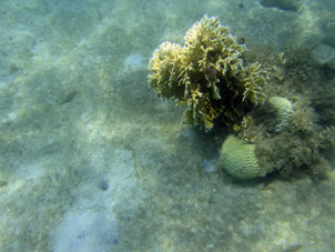Коралл с актинией.