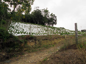 Клубничные поля на склонах покрыты защитной плёнкой, через которую сделаны прорези для роста клубники.