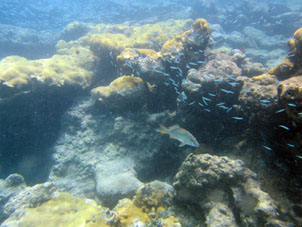 Рыбы атолла Сомбреро венесуэльского национального парка Моррокой.