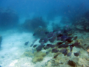 Рыбы атолла Сомбреро венесуэльского национального парка Моррокой.